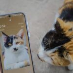 Pet Simulator Value Pets: 7 Proven Ways to Avoid Costly Mistakes