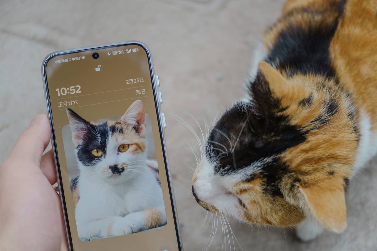 Pet Simulator Value Pets: 7 Proven Ways to Avoid Costly Mistakes